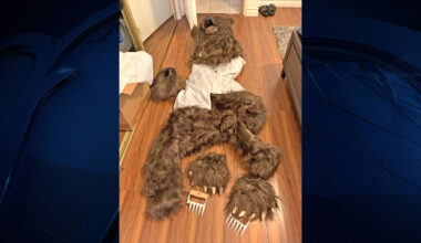 Calif bear-suit luxury car scam ends in insurance fraud sentences – NBC Los Angeles