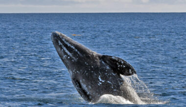 California asks ships to slow down over wide area to protect whales