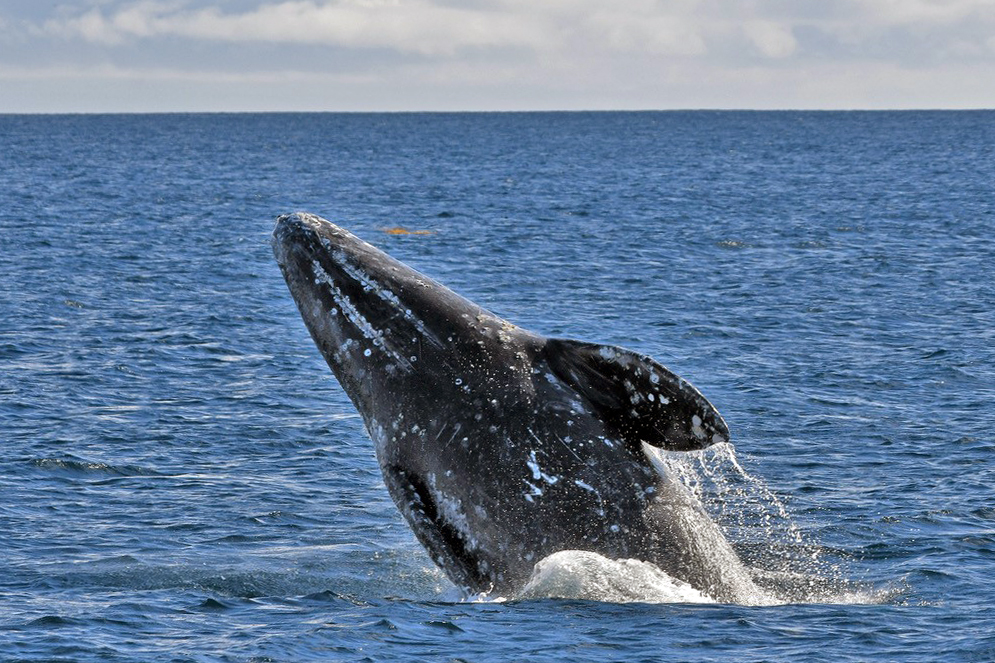 California asks ships to slow down over wide area to protect whales