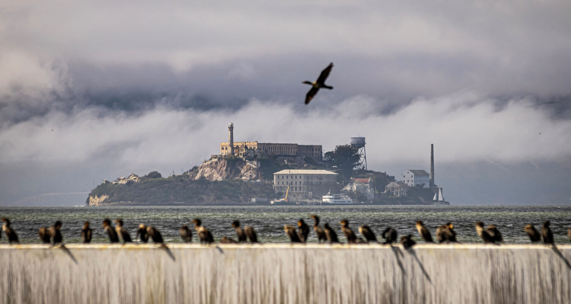 Dead gray whale near Alcatraz is 8th this season in S.F. Bay