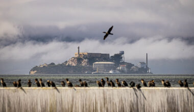 Dead gray whale near Alcatraz is 8th this season in S.F. Bay
