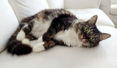 East Bay pets of the week for April 24