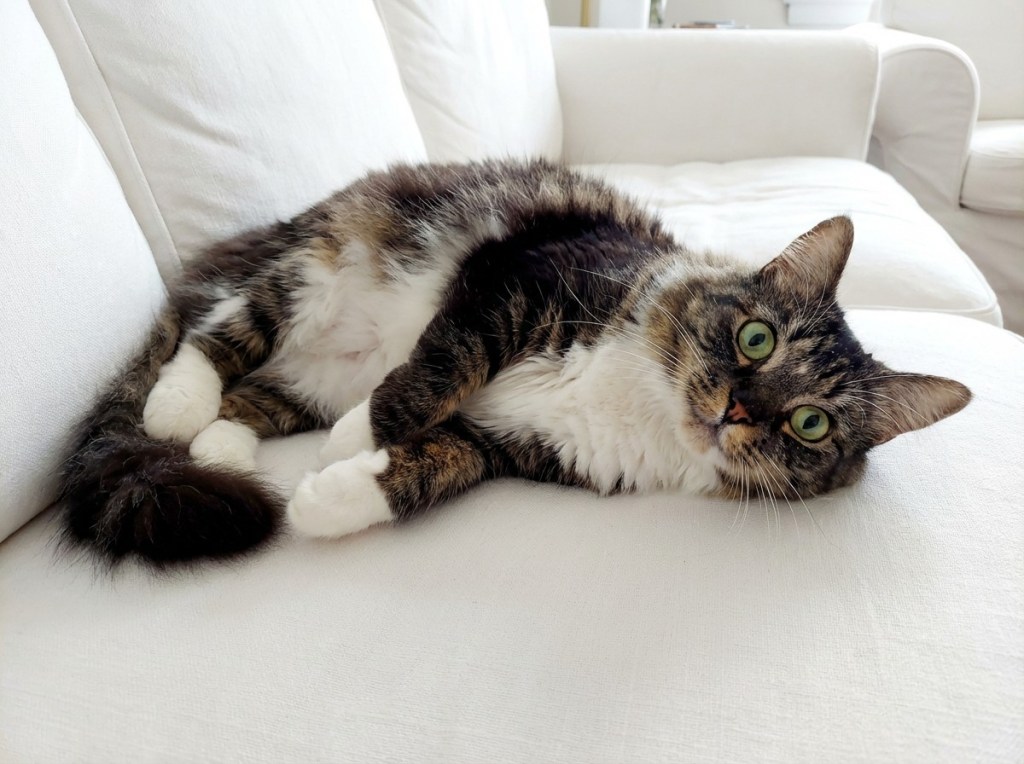 East Bay pets of the week for April 24