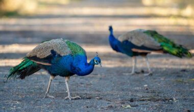 Why are there feral peacocks in Sacramento? See safety tips