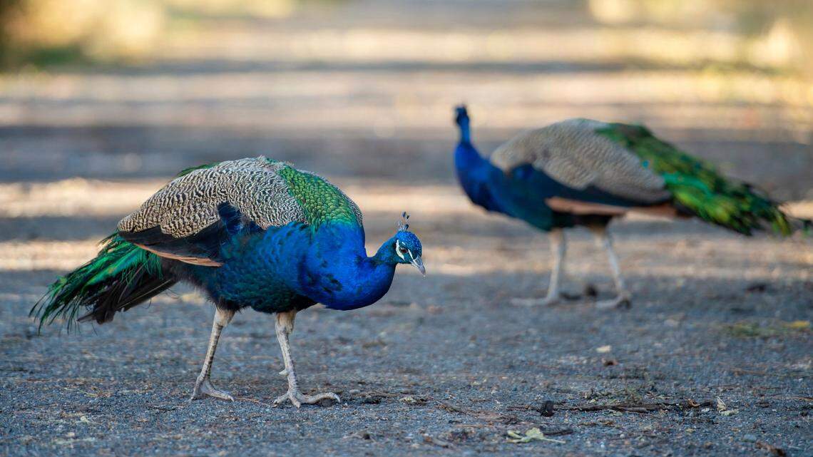 Why are there feral peacocks in Sacramento? See safety tips