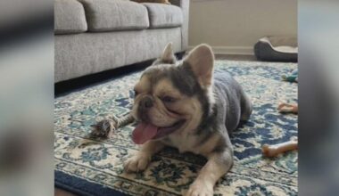 Oakland pet owner looking for her lost dog targeted by scammers using AI