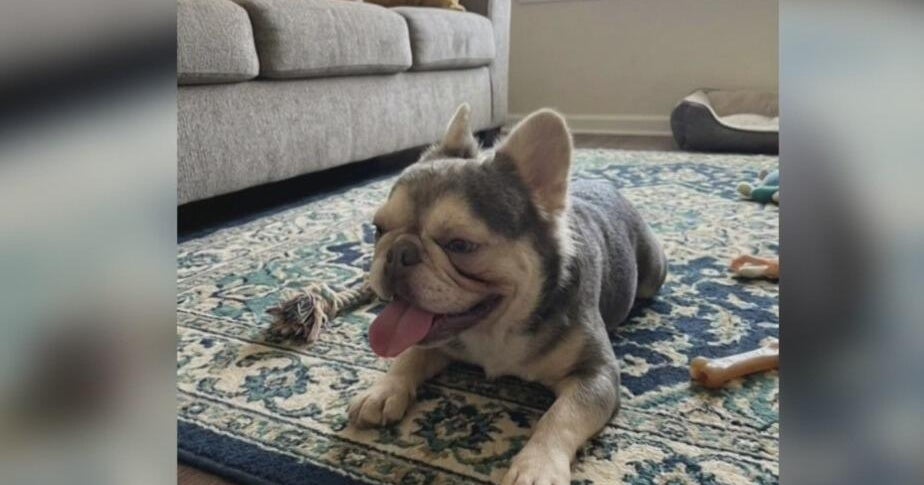 Oakland pet owner looking for her lost dog targeted by scammers using AI