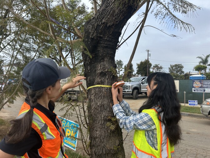 Two women with dark hair wear safety vests as they measure a tree's trunk.
