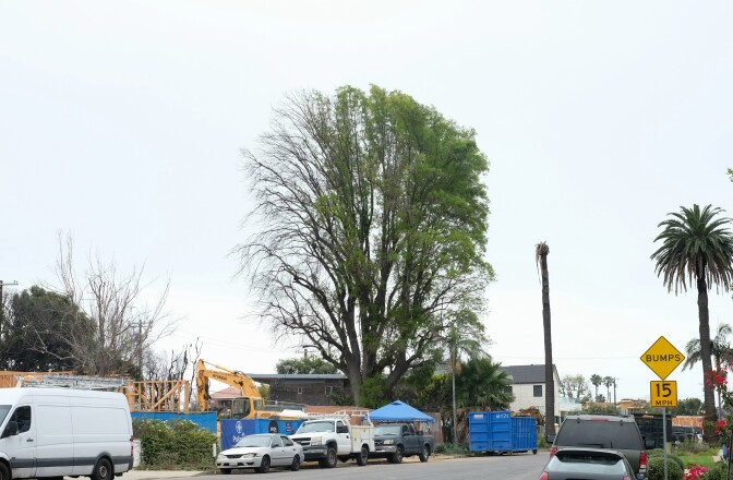 A wide shot of a tall tree leafing on its right side and bare of leaves on the left. Construction is next to it. 