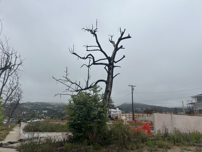 A tree leafs from the bottom of its trunk. The rest of the tree appears burned and dead.