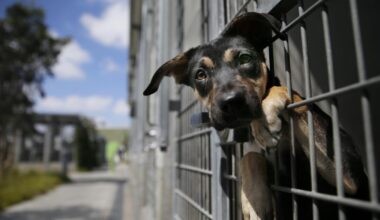 L.A.’s shelters need spray/neuter programs, not more employees