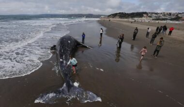 Legislation proposes San Francisco Bay whale protection project