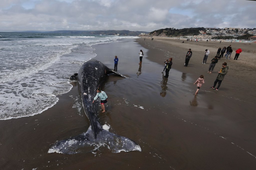 Legislation proposes San Francisco Bay whale protection project