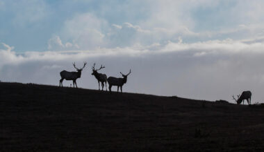 Bay Area hikers are skipping crowds for this elk haven