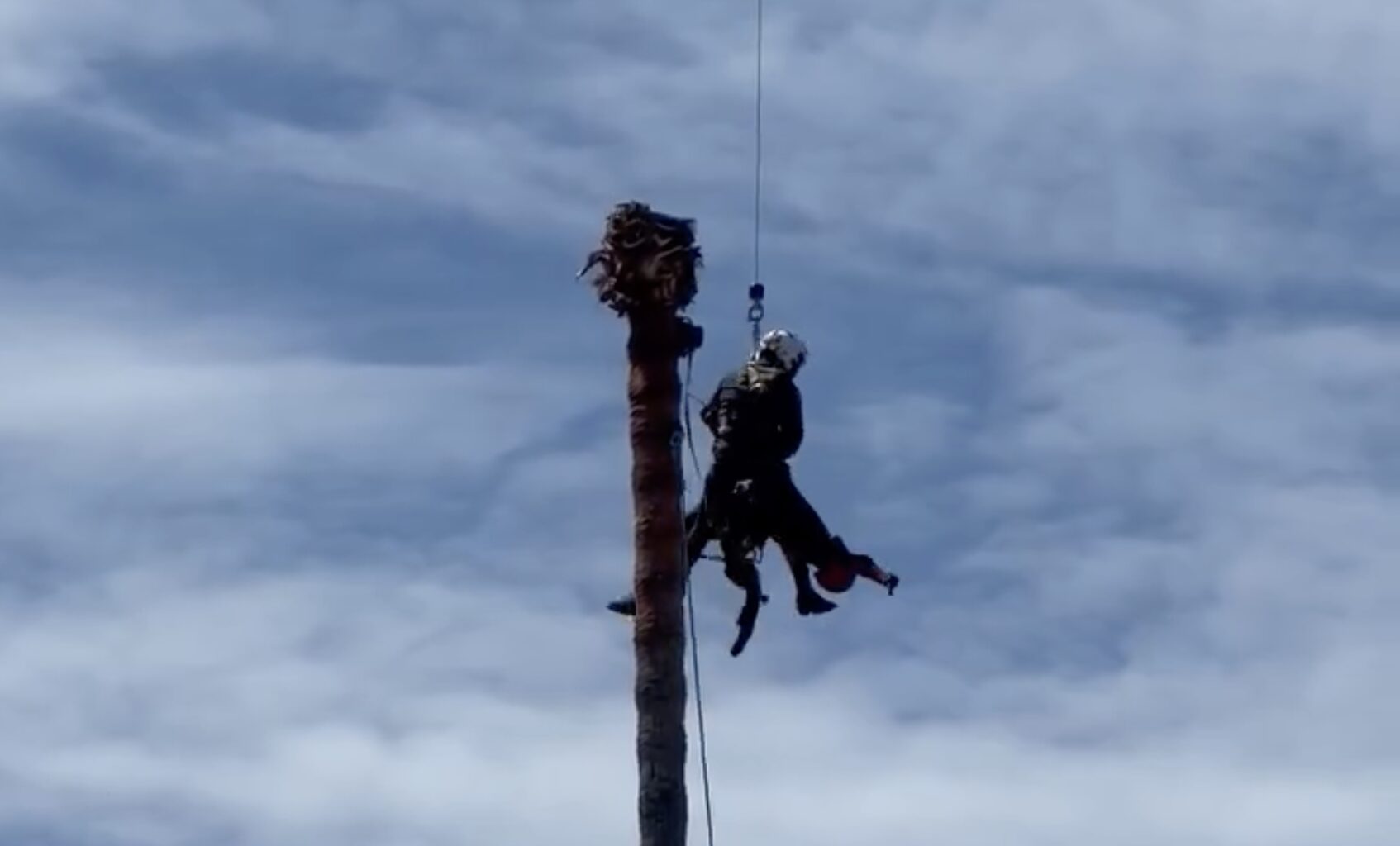 Unconscious tree worker rescued from 75-foot palm in Bay Area