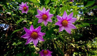 Admire, shop for SF’s official flower at Bay Area events – Marin Independent Journal