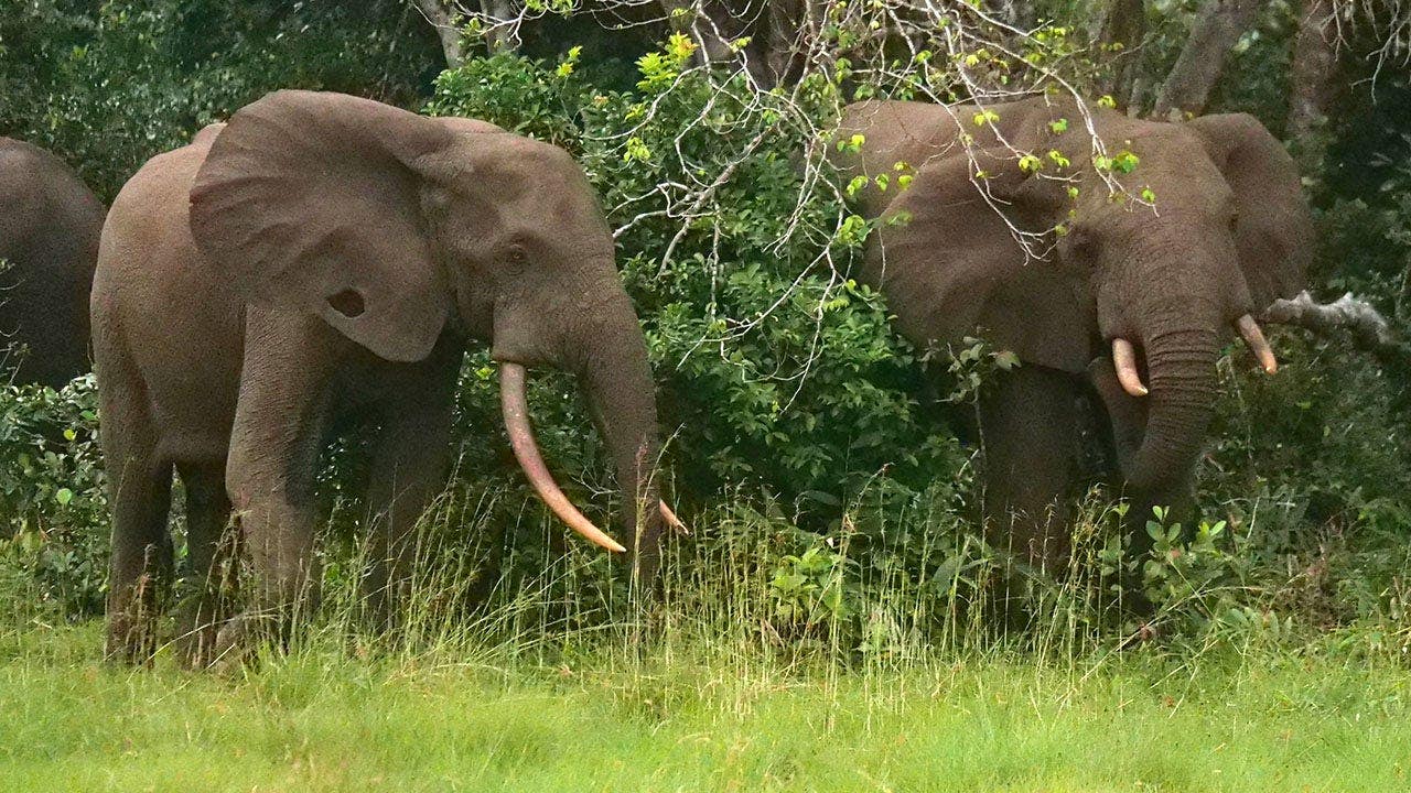 California vineyard tycoon killed by elephants while hunting in Gabon