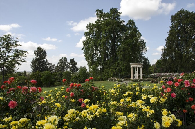 Yellow and pink flowers in a green garden with a white pillar structure in the background.