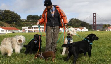 SF’s luxury dog day care and walking services are booming — and costly