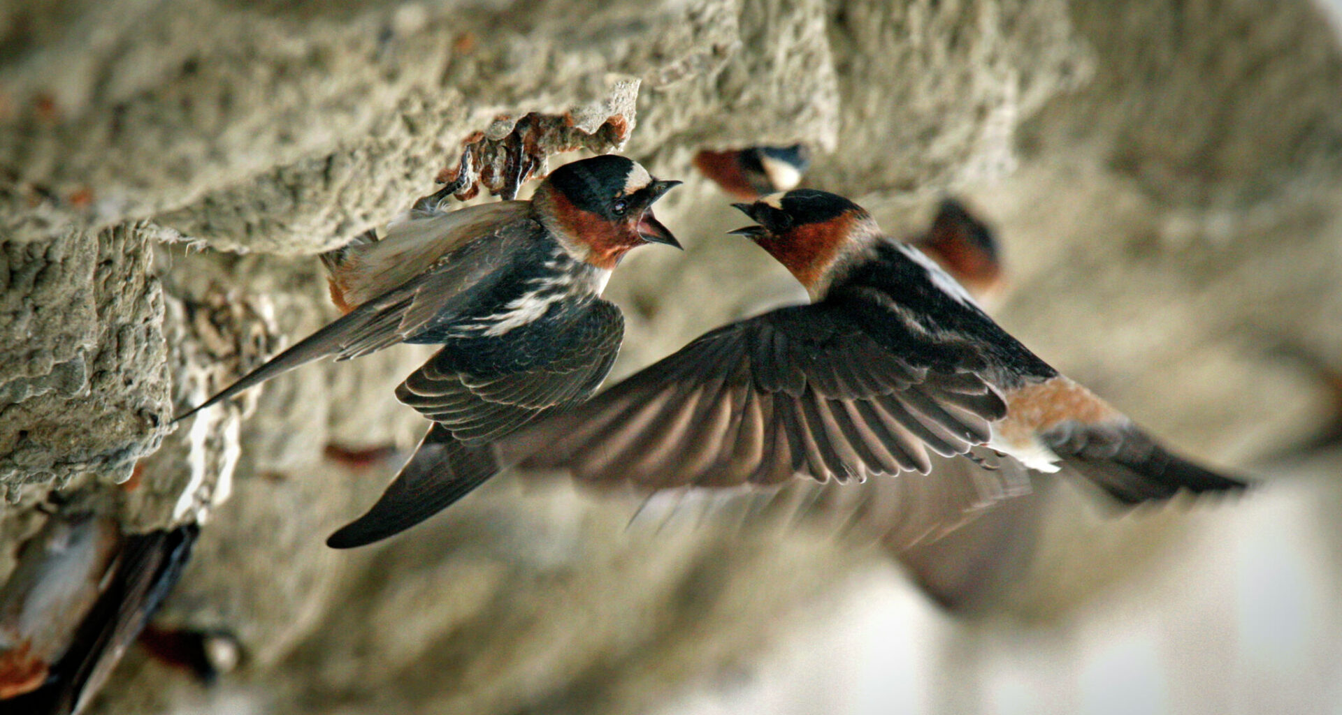 birds from Argentina nesting on bridges