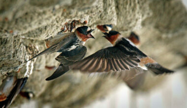 birds from Argentina nesting on bridges
