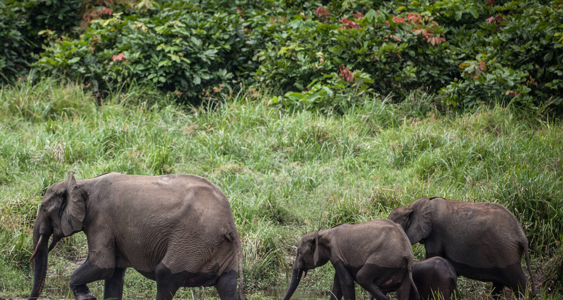 Central Valley big-game hunter trampled to death by elephants
