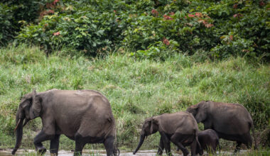 Central Valley big-game hunter trampled to death by elephants
