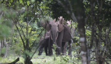 California millionaire trampled to death by elephants while on African hunting expedition