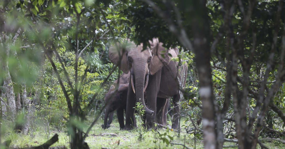 California millionaire trampled to death by elephants while on African hunting expedition