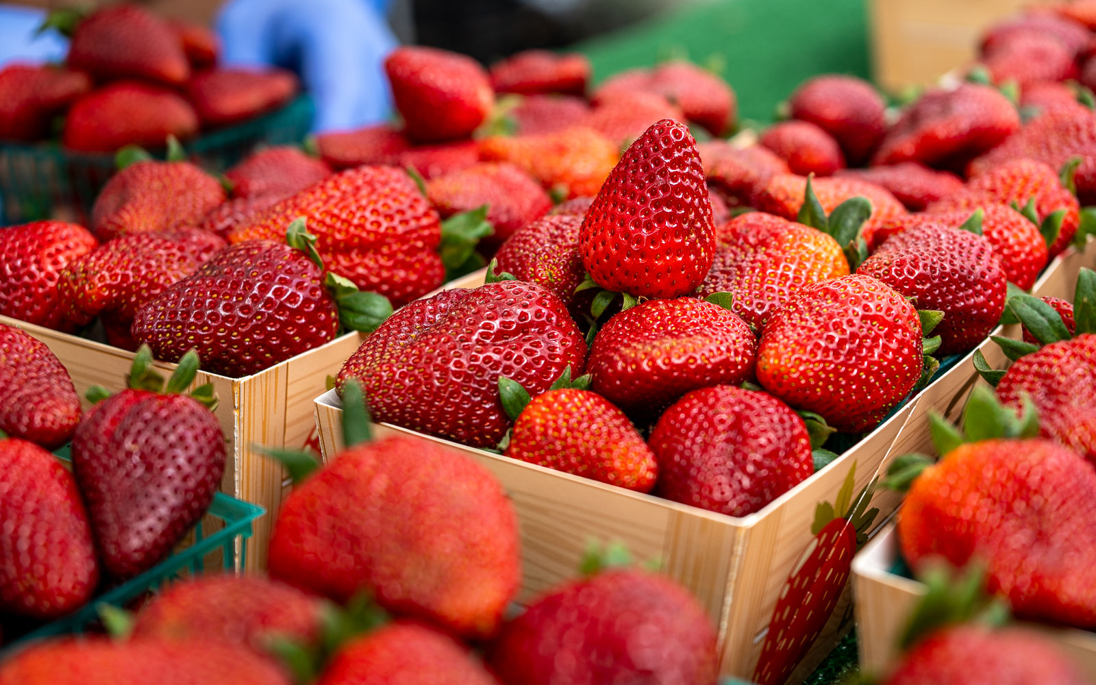 A first step to drought tolerant crops – Salk Institute charts a course