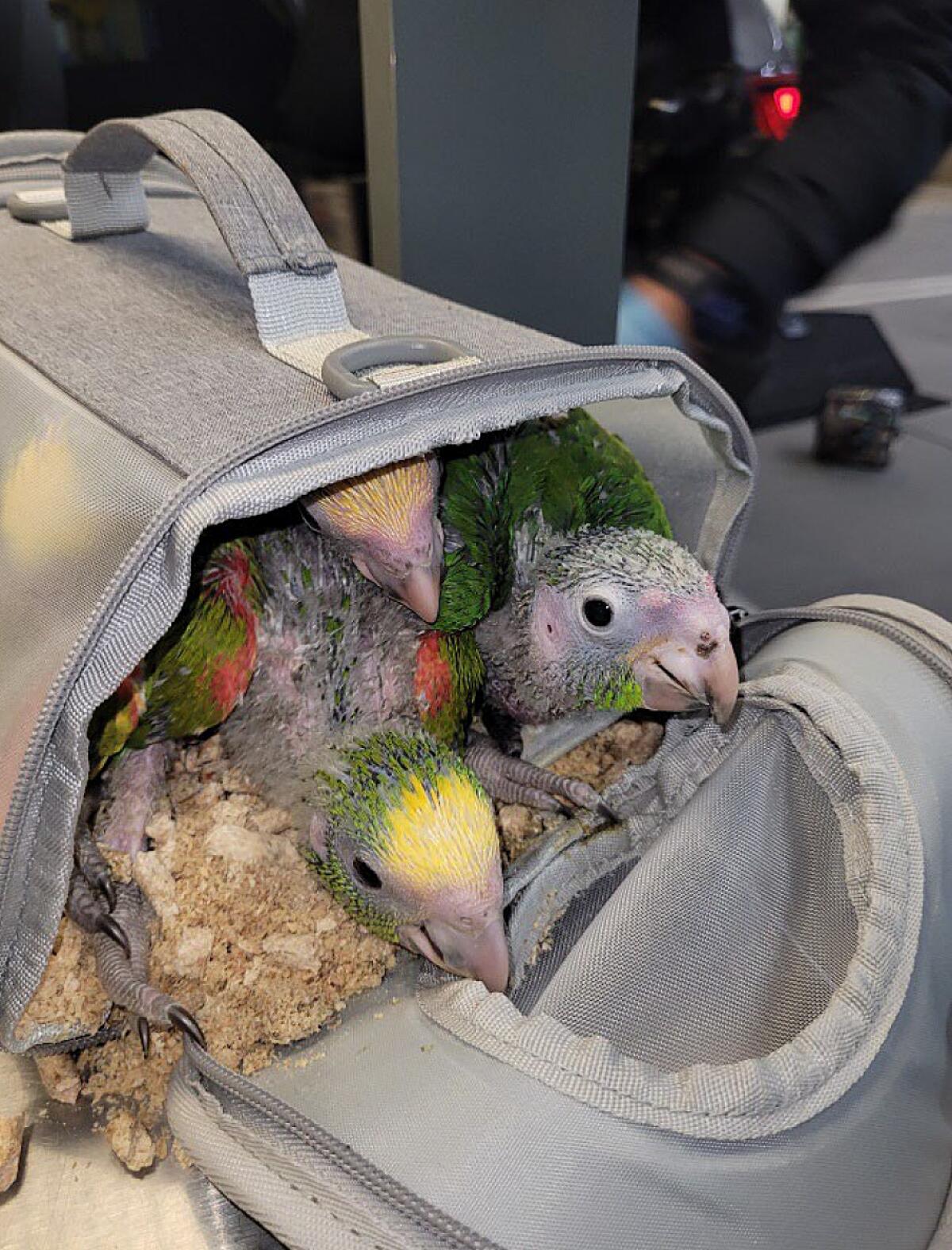 Criminal Pleading Paper - Photo of the captive birds inside one of the four carriers.