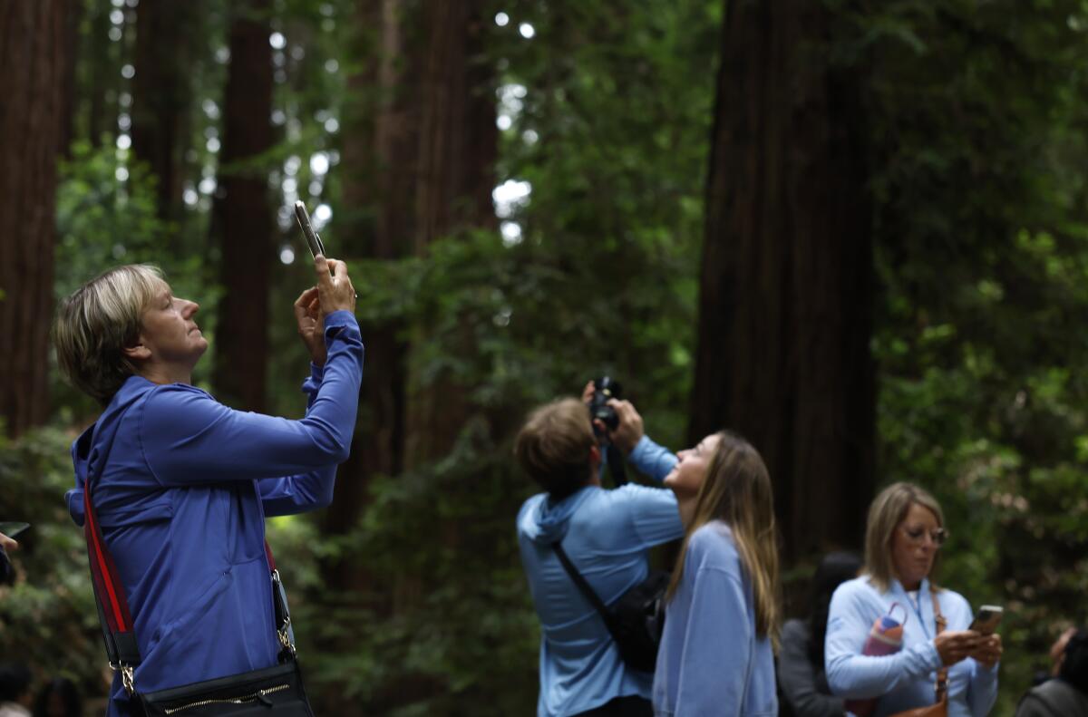 Visitors take pictures while walking through Muir Woods