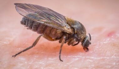 Biting black flies are on the rise in Southern California
