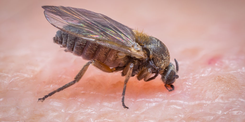 Biting black flies are on the rise in Southern California