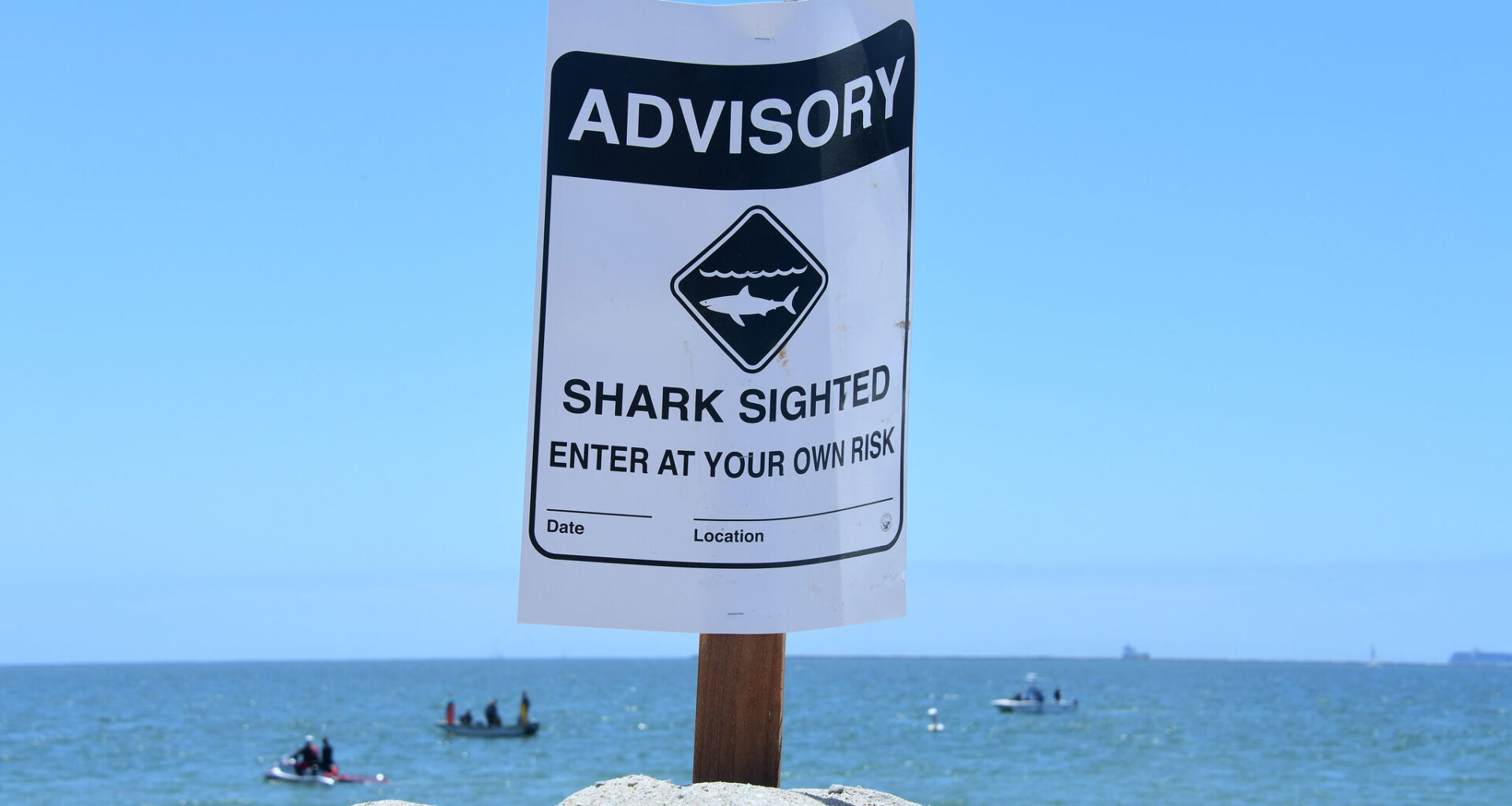 California's super warm water is driving unusual shark behavior