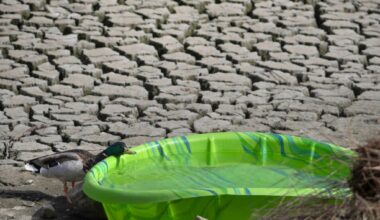 El Modena Basin is undergoing drainage and cleaning, prompting wildlife recovery efforts – Orange County Register