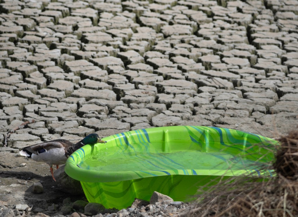 El Modena Basin is undergoing drainage and cleaning, prompting wildlife recovery efforts – Orange County Register