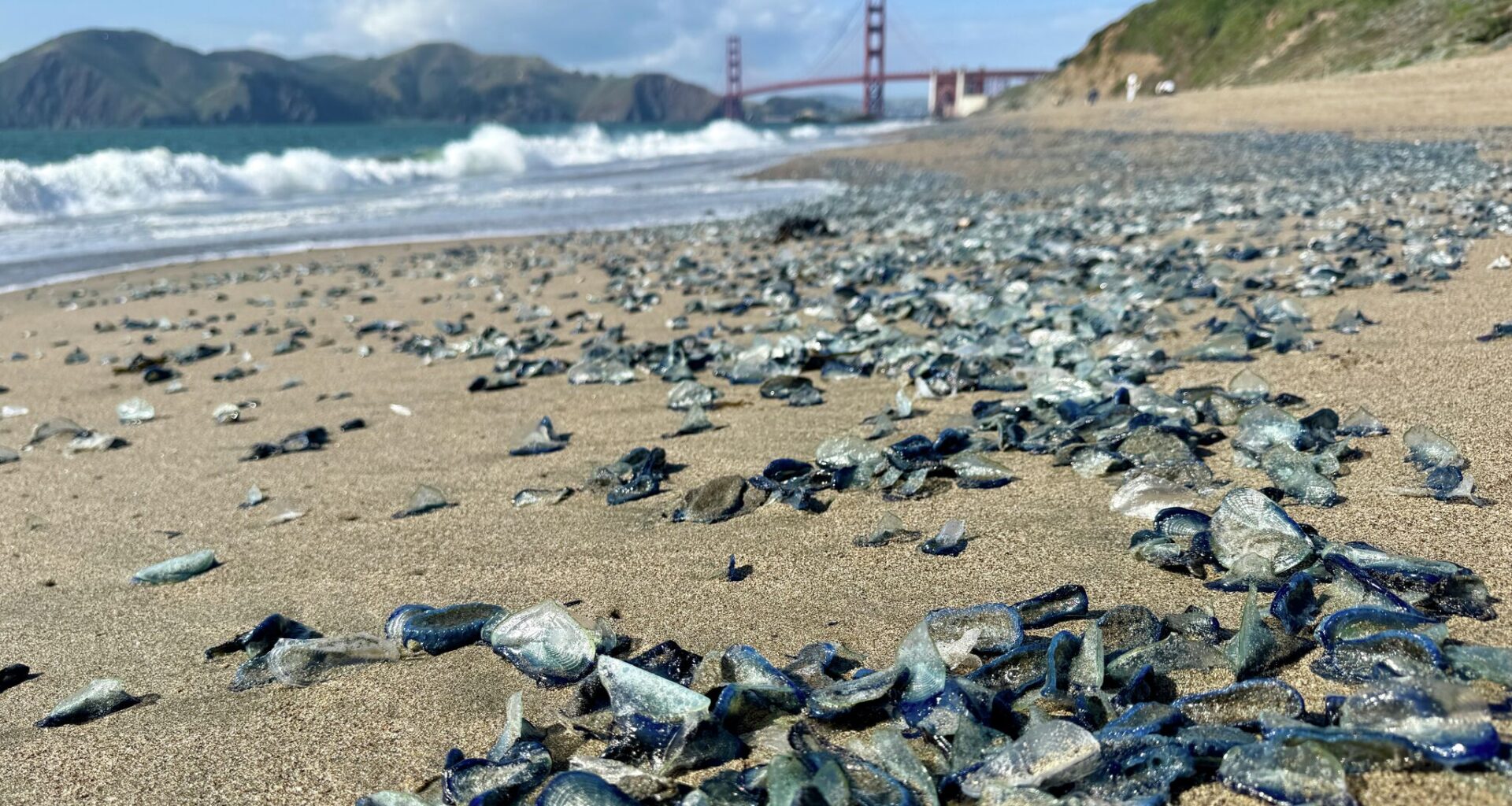 Thousands of blue sea creatures wash up on California beaches