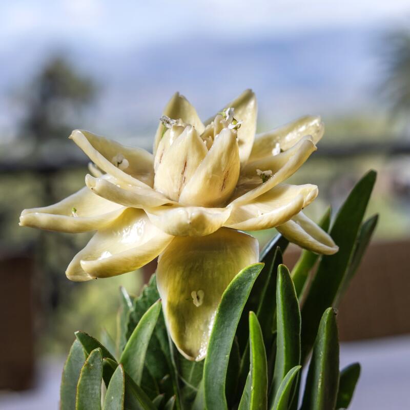 Artichoke styled as a blossoming flower.