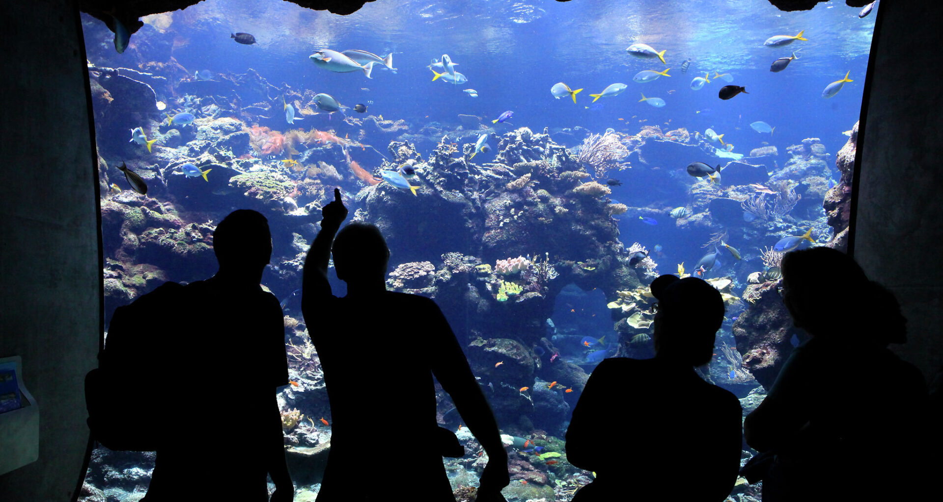 California Academy of Sciences cuts jobs as losses mount