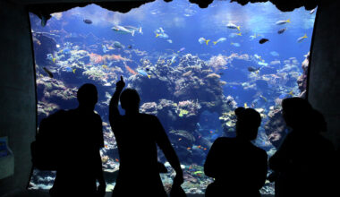 California Academy of Sciences cuts jobs as losses mount