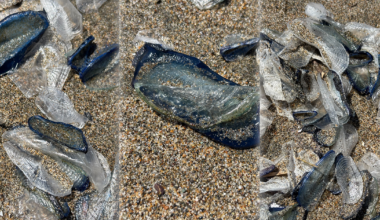These blue sea creatures are washing up on San Francisco beaches — they're not jellyfish