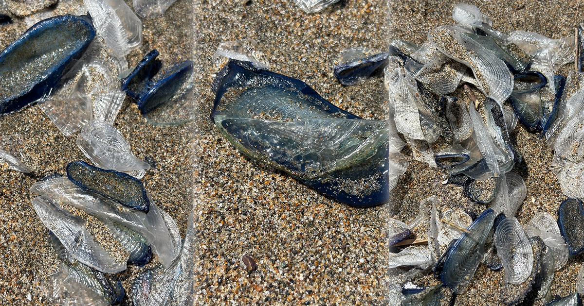 These blue sea creatures are washing up on San Francisco beaches — they're not jellyfish