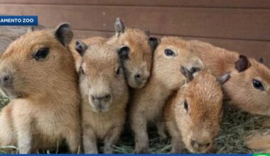 Sacramento Zoo welcomes new litter of capybaras