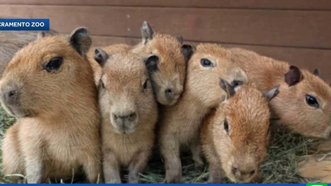 Sacramento Zoo welcomes new litter of capybaras