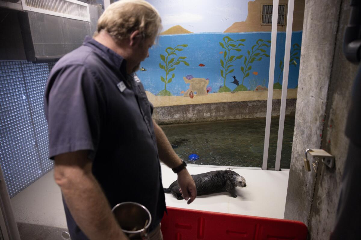 Adult female sea otter Rey walks past Brett Long, vice president of animal care at the Aquarium of the Pacific, on Tuesday,