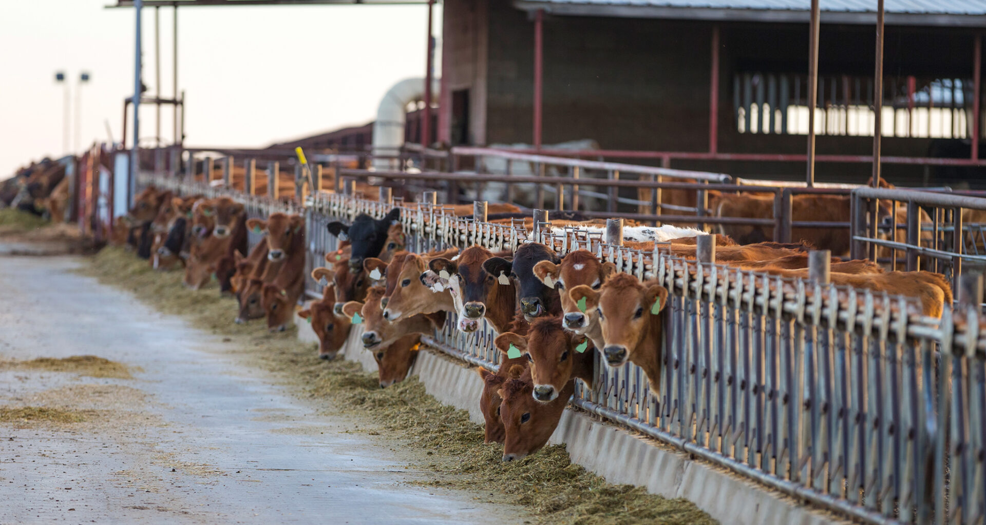 Fresno man gets prison time for $4.8M livestock feed scheme