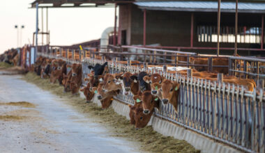 Fresno man gets prison time for $4.8M livestock feed scheme