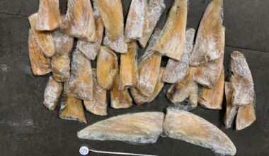 40 shark fins seized from private jet in California