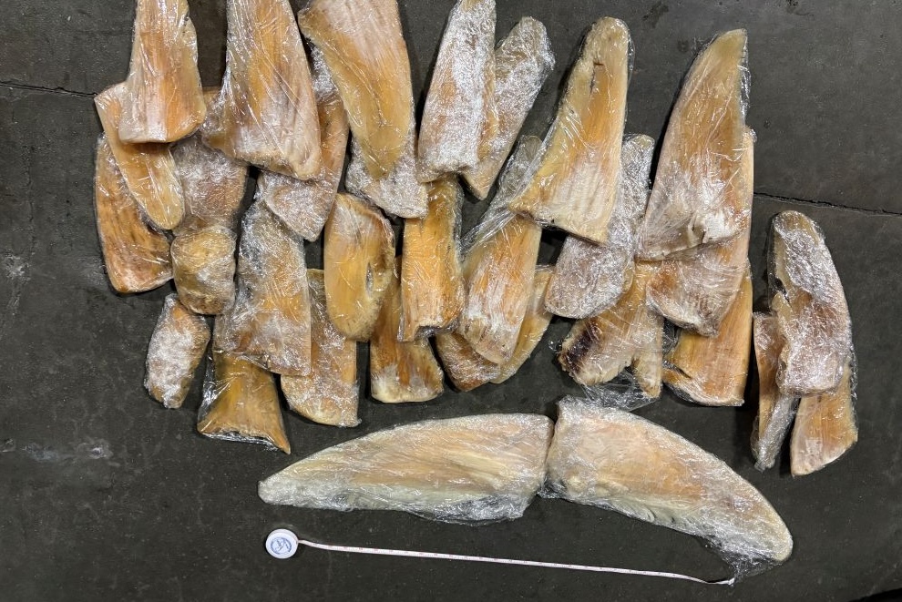 40 shark fins seized from private jet in California